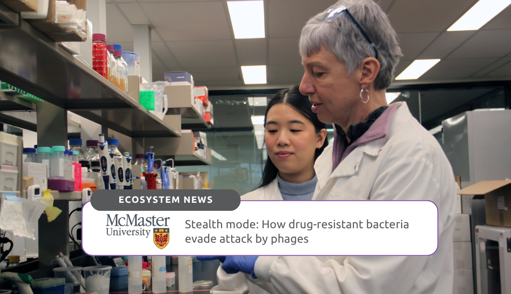 Learn how drug-resistant bacteria use a temporary "stealth mode" to evade phage therapy through findings from McMaster University.